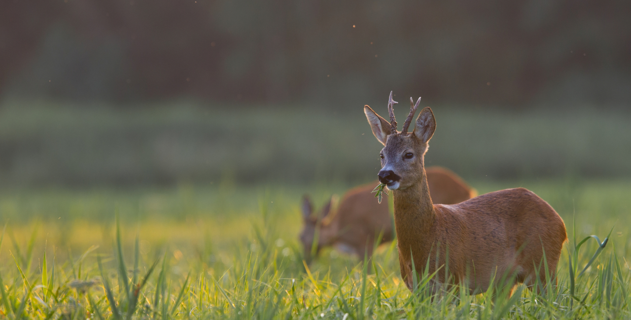 Tips for successful buck hunting